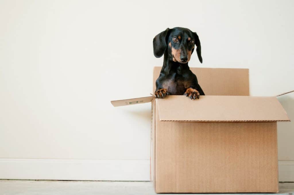 dog inside moving box